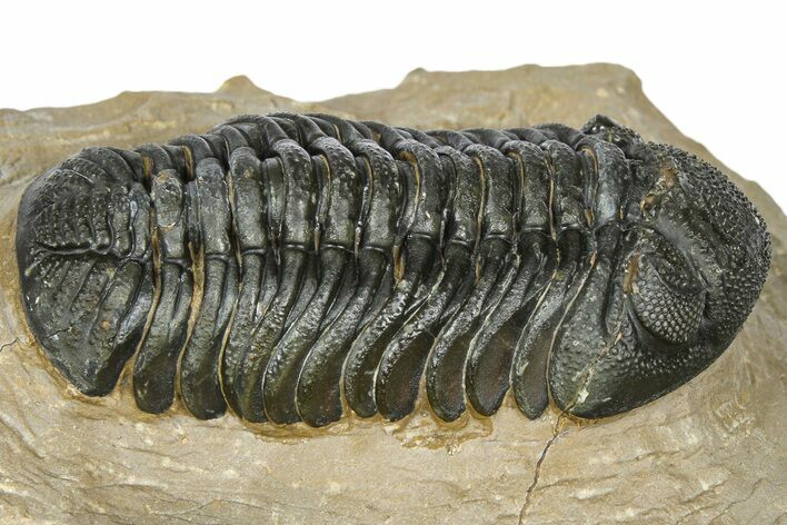 Phacopid (Morocops) Trilobite - Foum Zguid, Morocco #372427